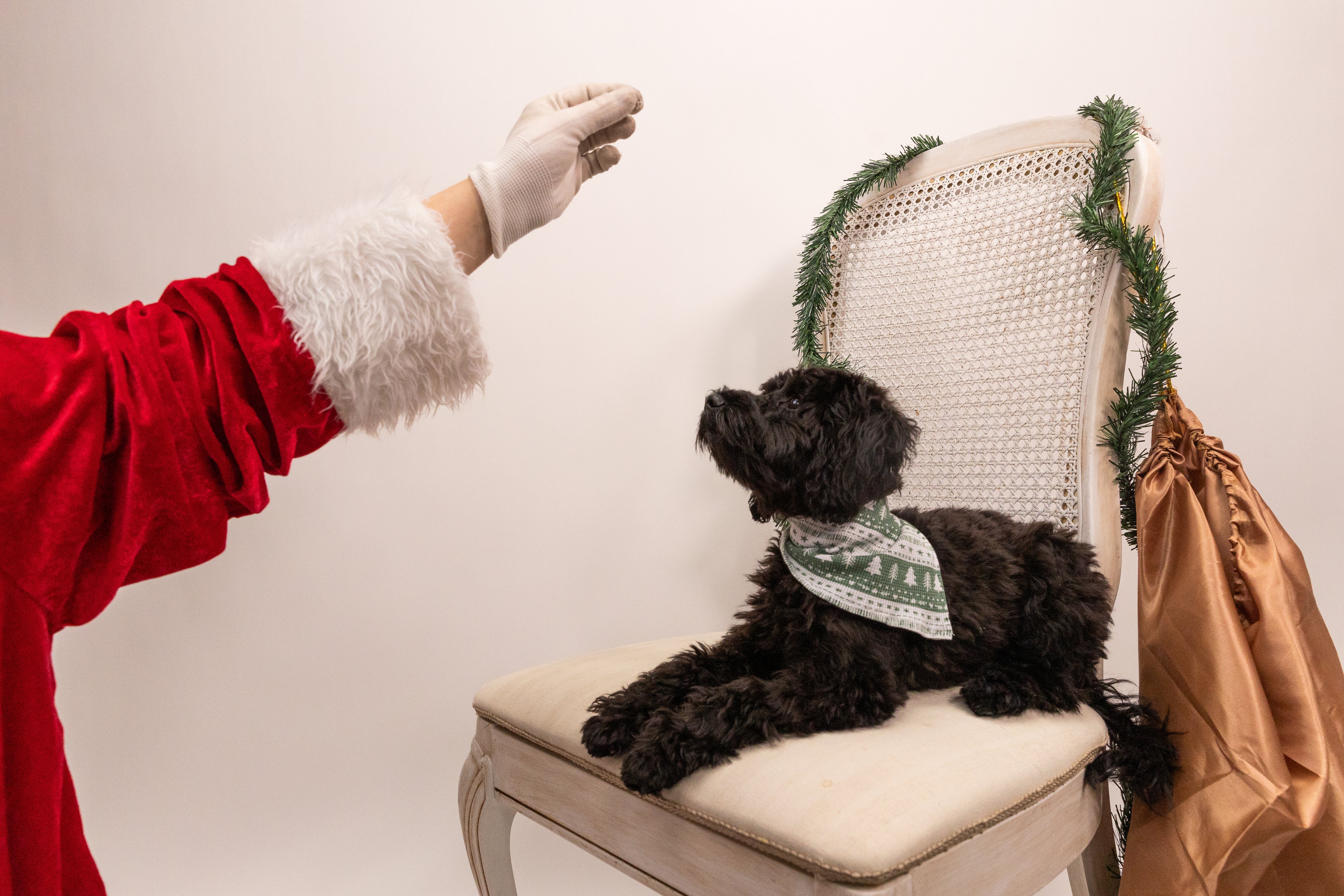 Holiday Dog Bandana