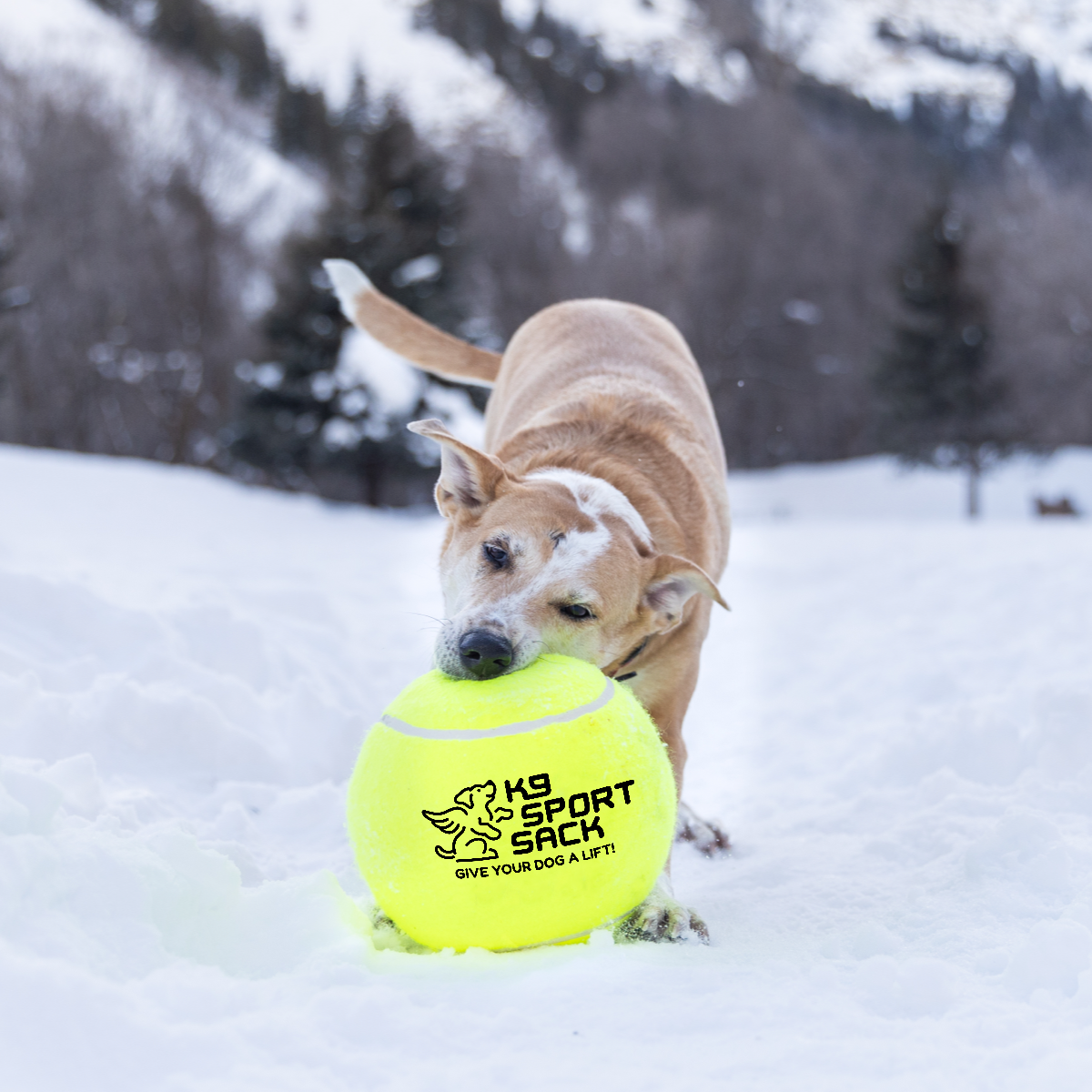 Too Big to Chew Tennis Ball