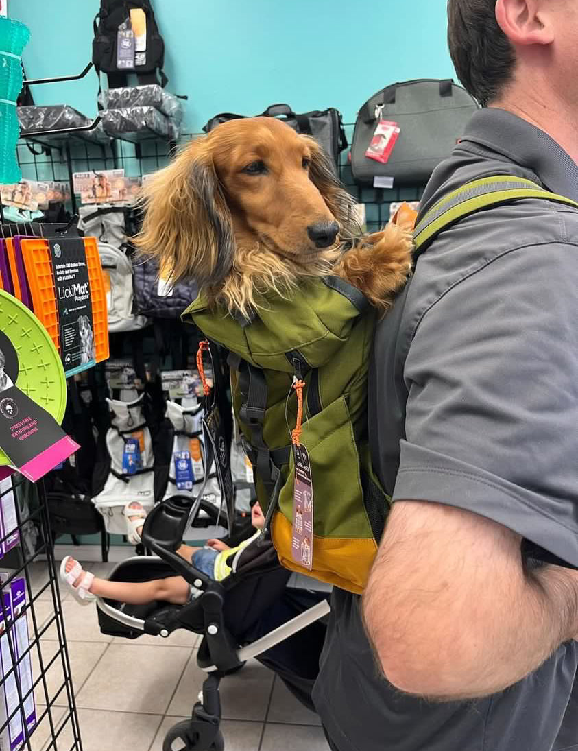 Are dog backpacks worth it?