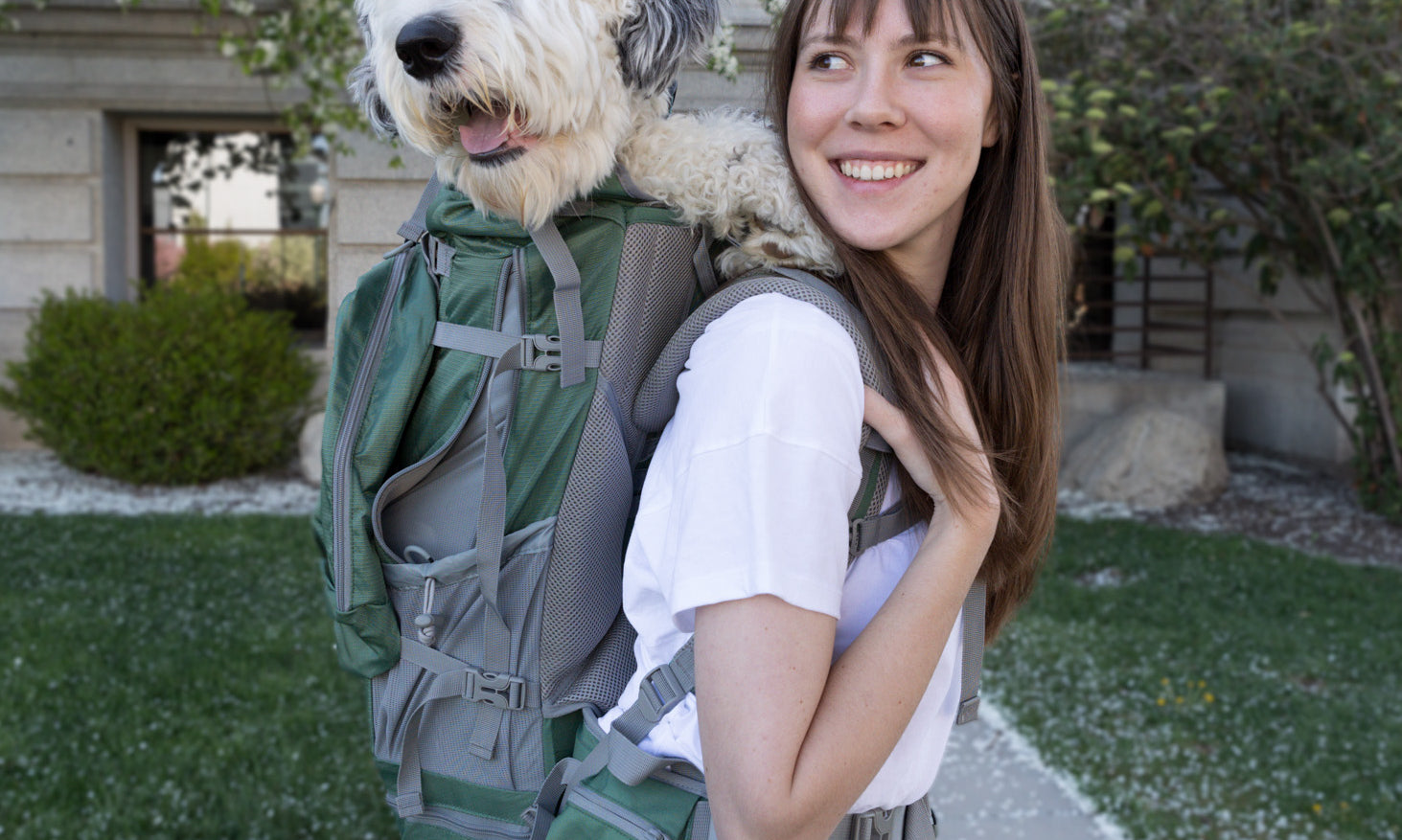 Best Dog Carriers for Medium Dogs