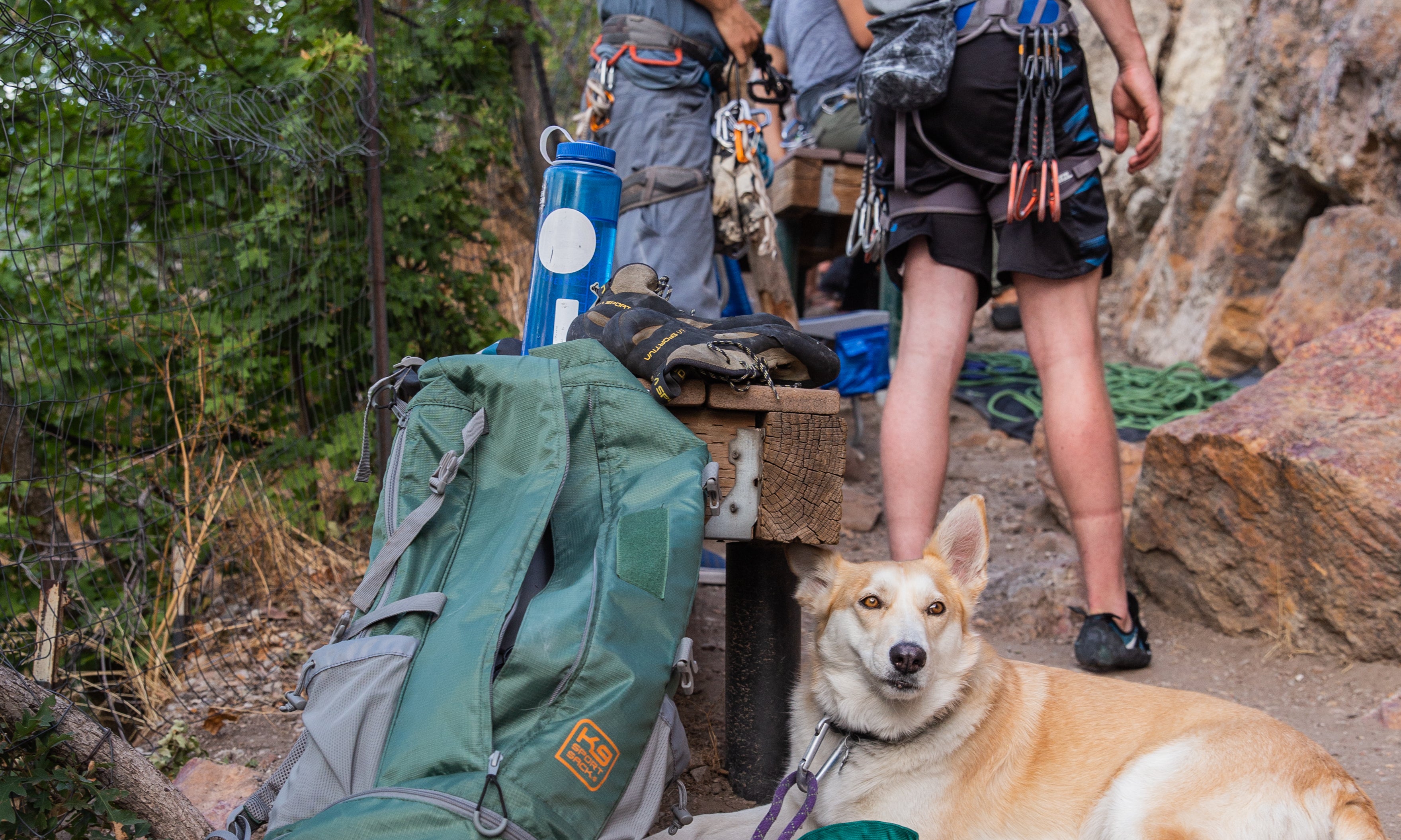 The Ultimate Guide to Great Dane Backpack Carriers