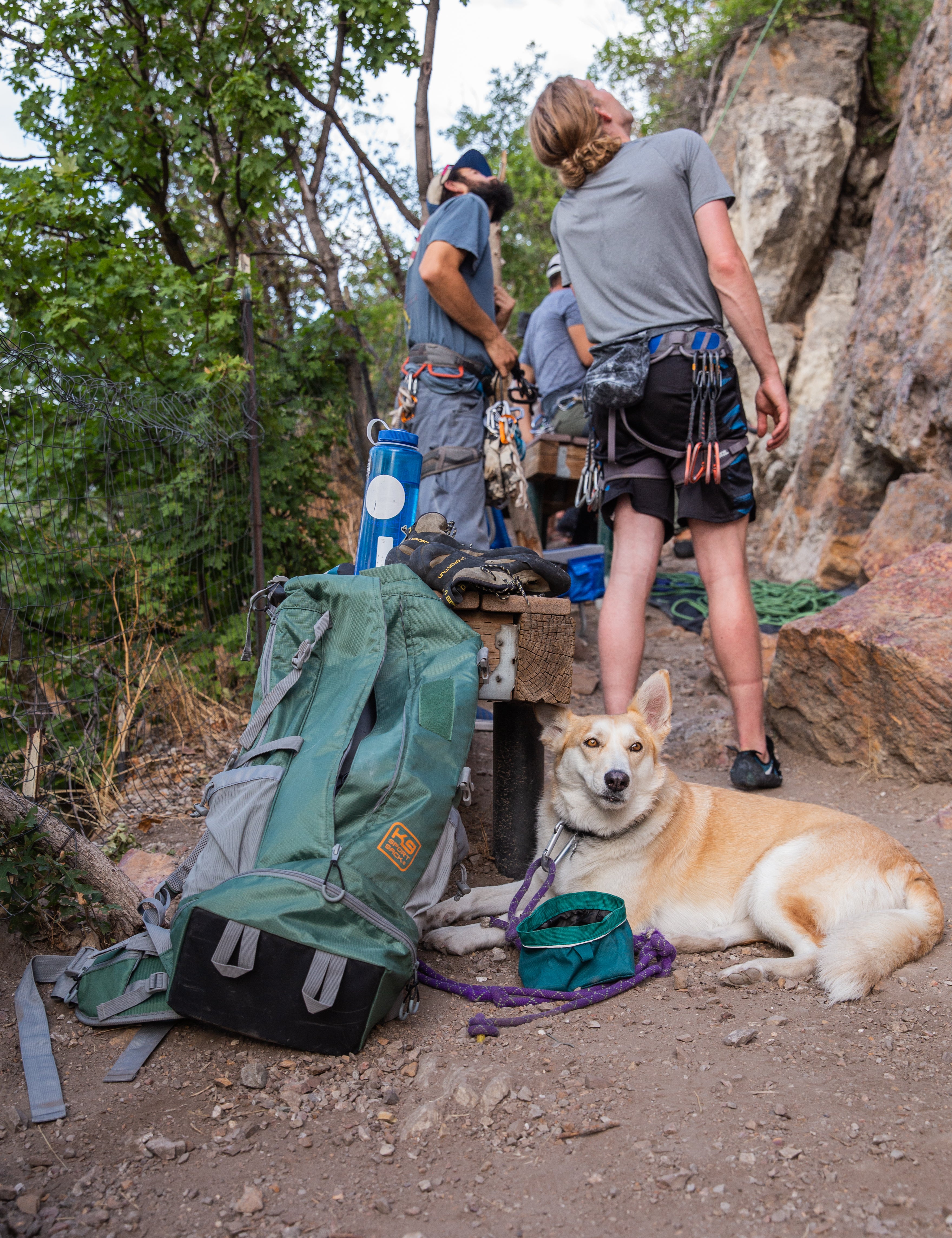 The Ultimate Guide to Great Dane Backpack Carriers